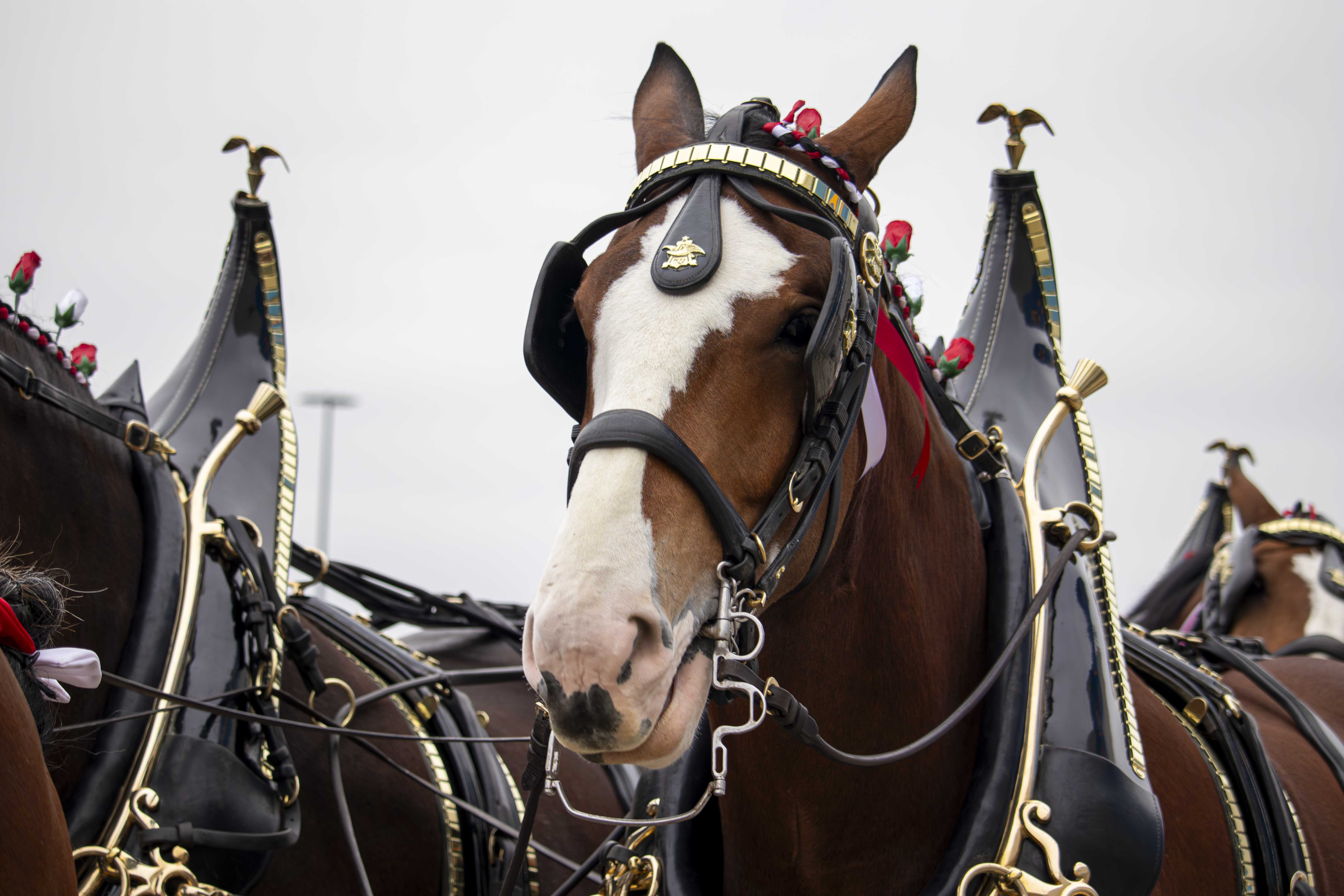 BEER HORSES 5