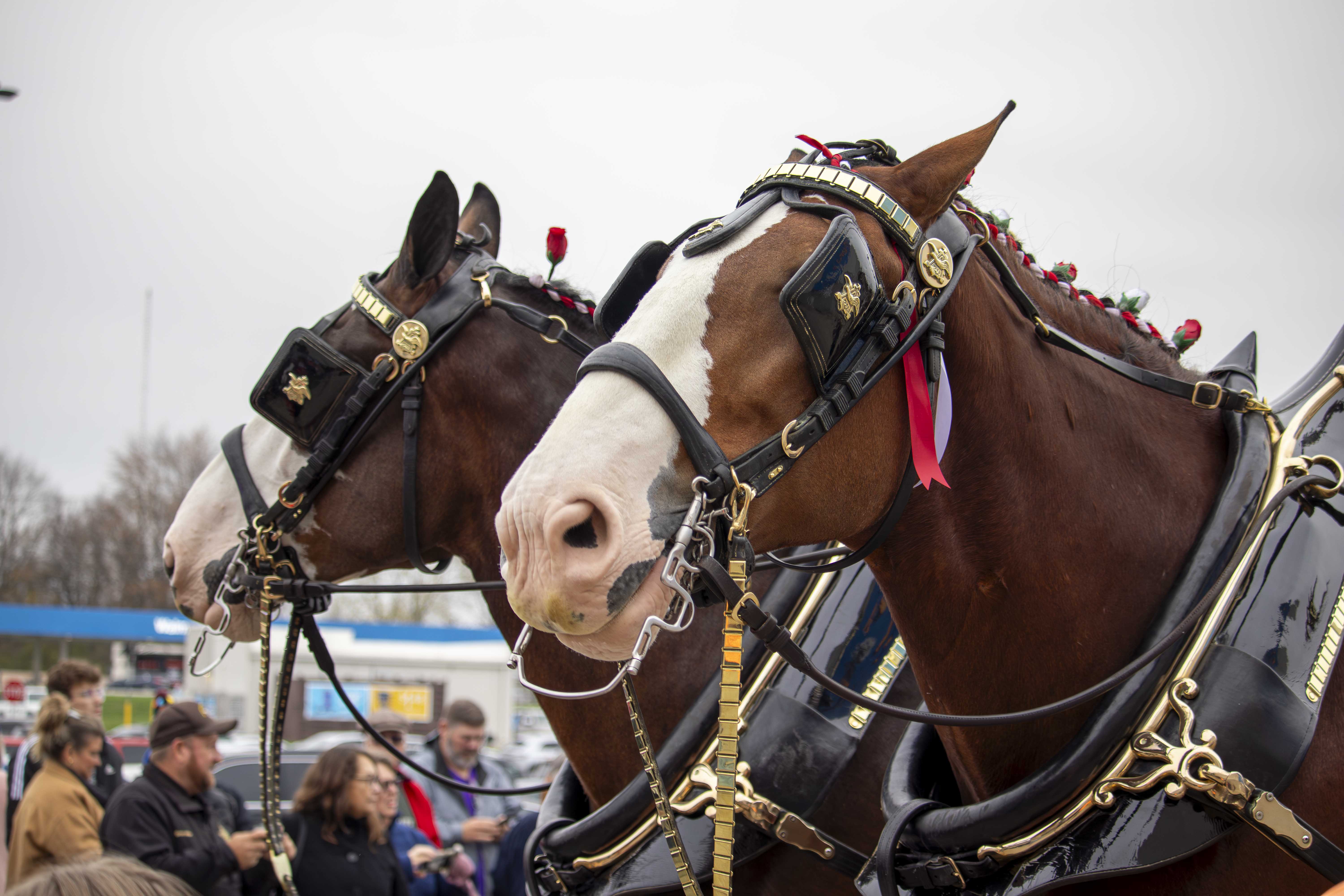 BEER HORSES 6