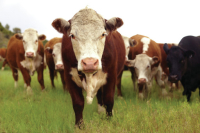 Beef Quality Assurance Training Nov. 19