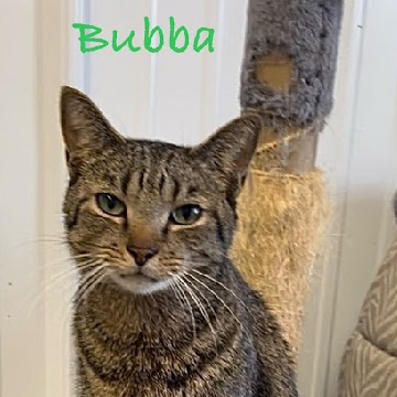 Bubba