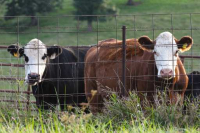 Cattlemen Annual Meeting