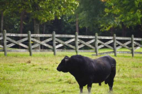  Bull Breeding Soundness Evaluation Clinic