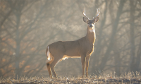 Deer Management Hunts: DNR Properties