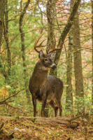 Muzzleloader Season For Deer